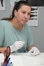 Annika Lüttmann bei der Untersuchung einer Fibel